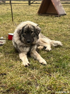 Câini de vanzare   schimb  - imagine 3