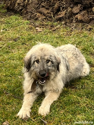 Câini de vanzare   schimb  - imagine 4