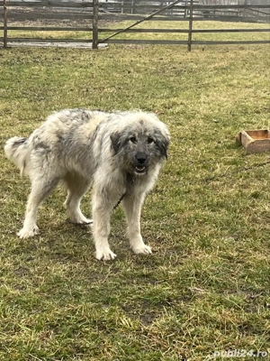 Câini de vanzare   schimb  - imagine 2