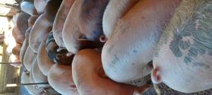 De vânzare promoție de Crăciun  