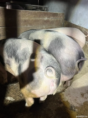 porci grasi 150-300kg