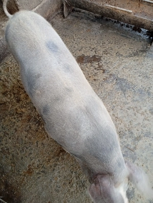 Vind porc de 80 kg rasă pietrian 