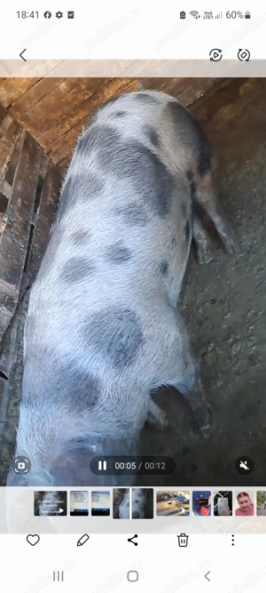Vând porc la 170 de kg crescut în curte în Bezdead Dâmbovița.