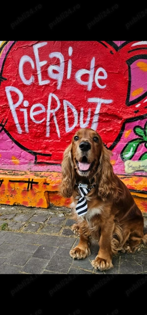 Cocker spaniel simpatic... caut parteneră. - imagine 4
