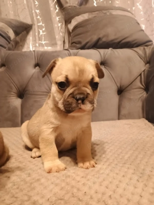 Pui de bulldog francez  - imagine 3