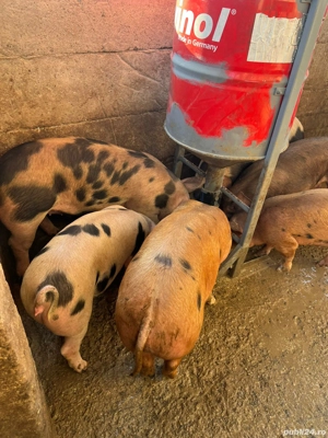 suldani de la 35-70kg  - imagine 2