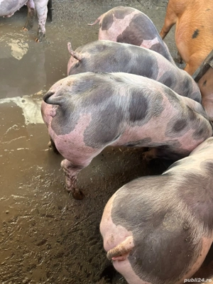 suldani de la 35-70kg  - imagine 3