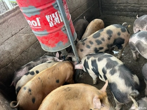 suldani de la 35-70kg 