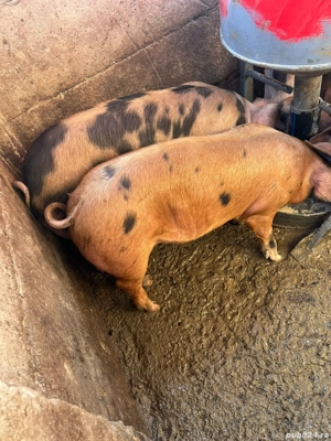 suldani de la 35-70kg  - imagine 4