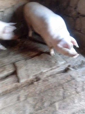 De vânzare  - imagine 2