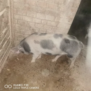 Scrofite pentru prăsilă, vierut și porc pentru sacrificat - imagine 3