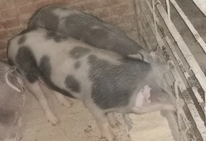 Scrofite pentru prăsilă, vierut și porc pentru sacrificat