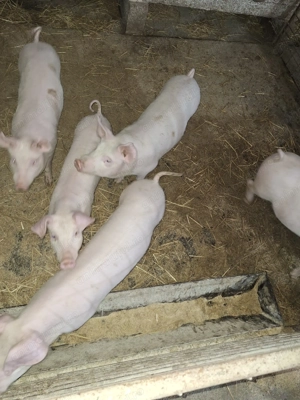 Vad Porc   Șuldani  - imagine 4