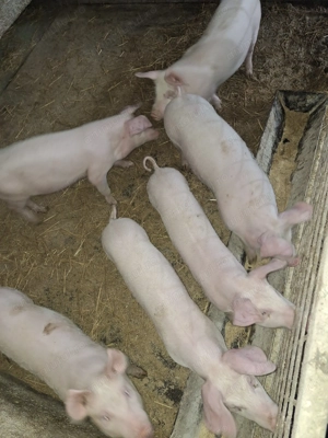 Vad Porc   Șuldani  - imagine 3