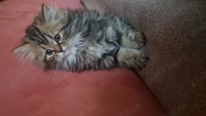 In căutare de casa noua