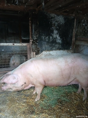 Vand purcea !!! - imagine 5