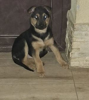 Pui Ciobanesc German