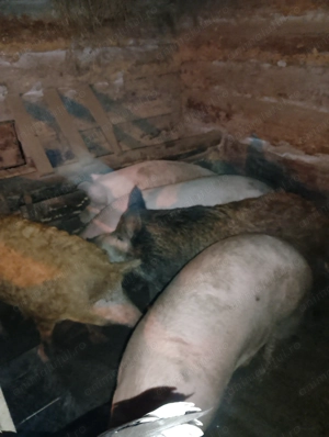 Porci de vânzare bistrita  - imagine 4