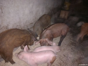 purcei de 10 saptamani  - imagine 4