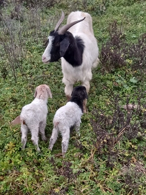 Vând capră cu 2 iezi - imagine 4