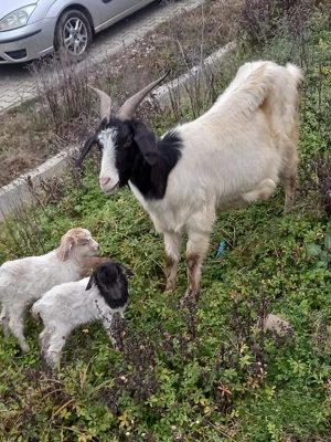 Vând capră cu 2 iezi - imagine 2