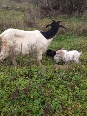 Vând capră cu 2 iezi - imagine 3