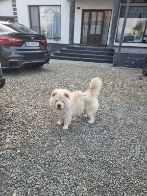 Chow chow 