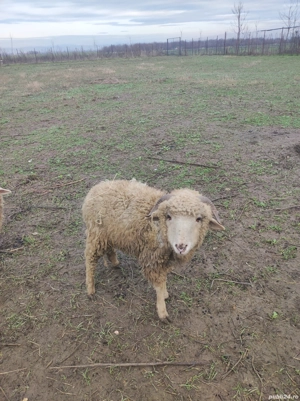 iepuri oi gaste  - imagine 2