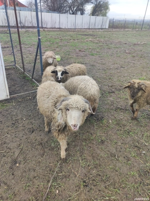 iepuri oi gaste  - imagine 3