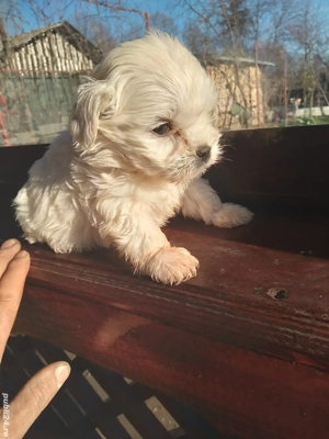 Bichon  - imagine 3