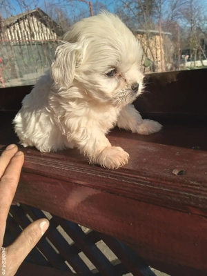 Bichon  - imagine 4