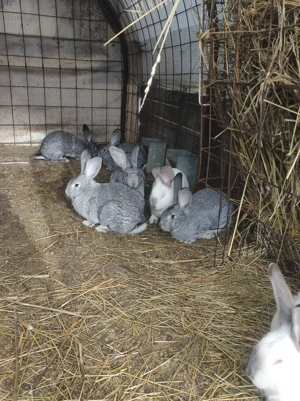 iepuri oi gaste  - imagine 4