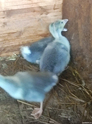 iepuri oi gaste  - imagine 5