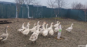 iepuri oi gaste  - imagine 6