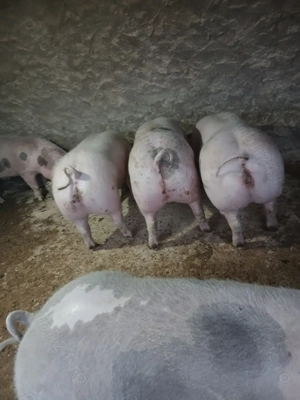 Porci de vânzare  - imagine 2