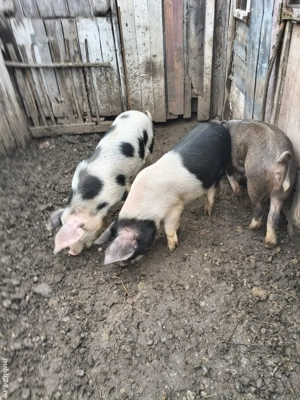 vand ce se vede in poza - imagine 2