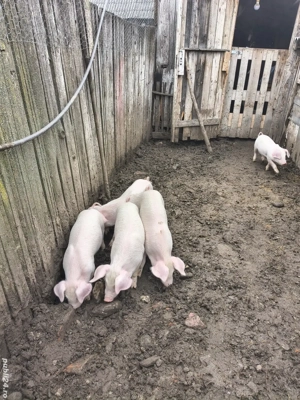 vand ce se vede in poza