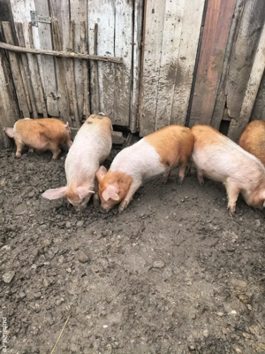 vand ce se vede in poza - imagine 3