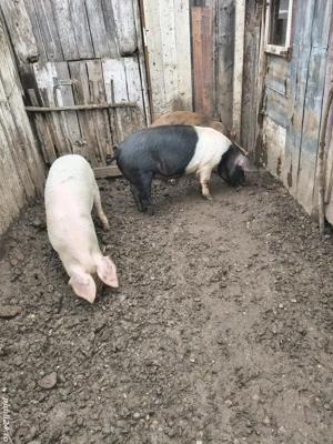 vand ce se vede in poza - imagine 4