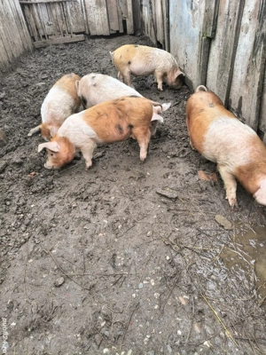 vand ce se vede in poza - imagine 5