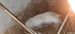 Porci de Vânzare!! - imagine 5