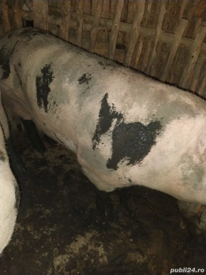 vand porci peste 150 kg