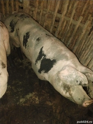 vand porci peste 150 kg - imagine 2