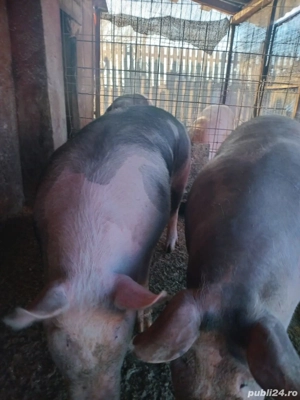 Porci de vanzare!