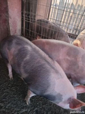 Porci de vanzare!