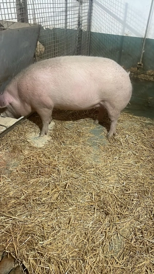 Vand porc de sacrificat 150-160