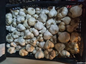 Vand usturoi romanesc