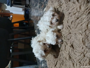 Bichoni Maltezi - imagine 3