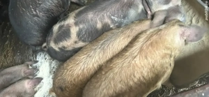 Tel : zero 754828610