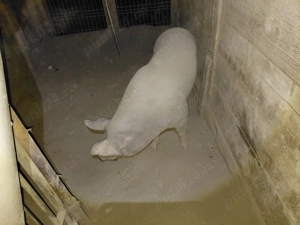 Vând porci - imagine 2